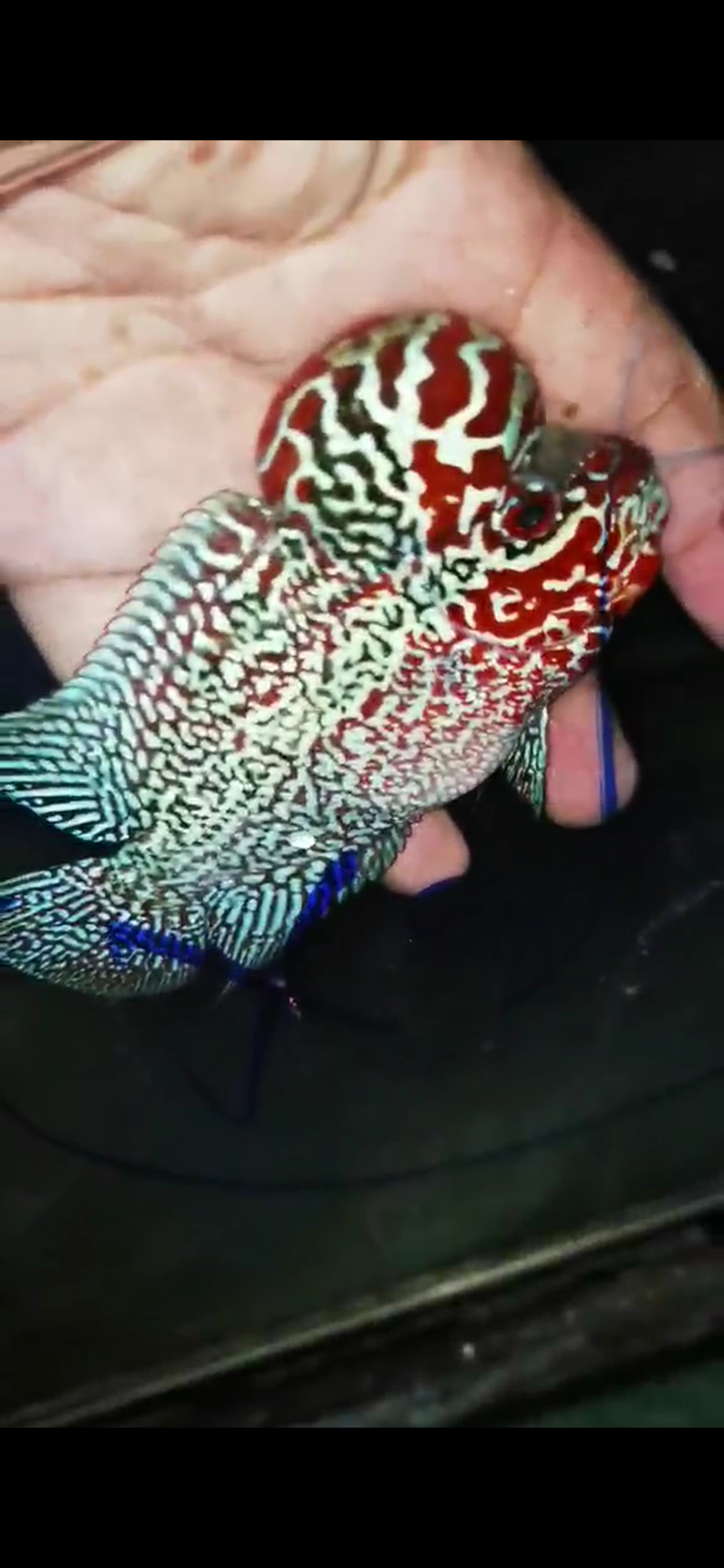 High Quality Competition Grade Super Red Dragon Flowerhorn( Male ) 06