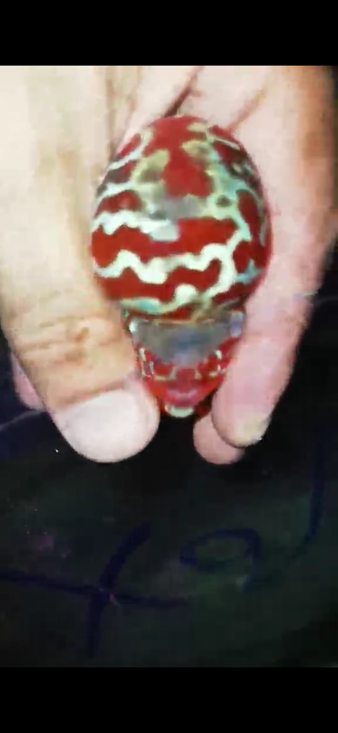 High Quality Competition Grade Super Red Dragon Flowerhorn( Male ) 06