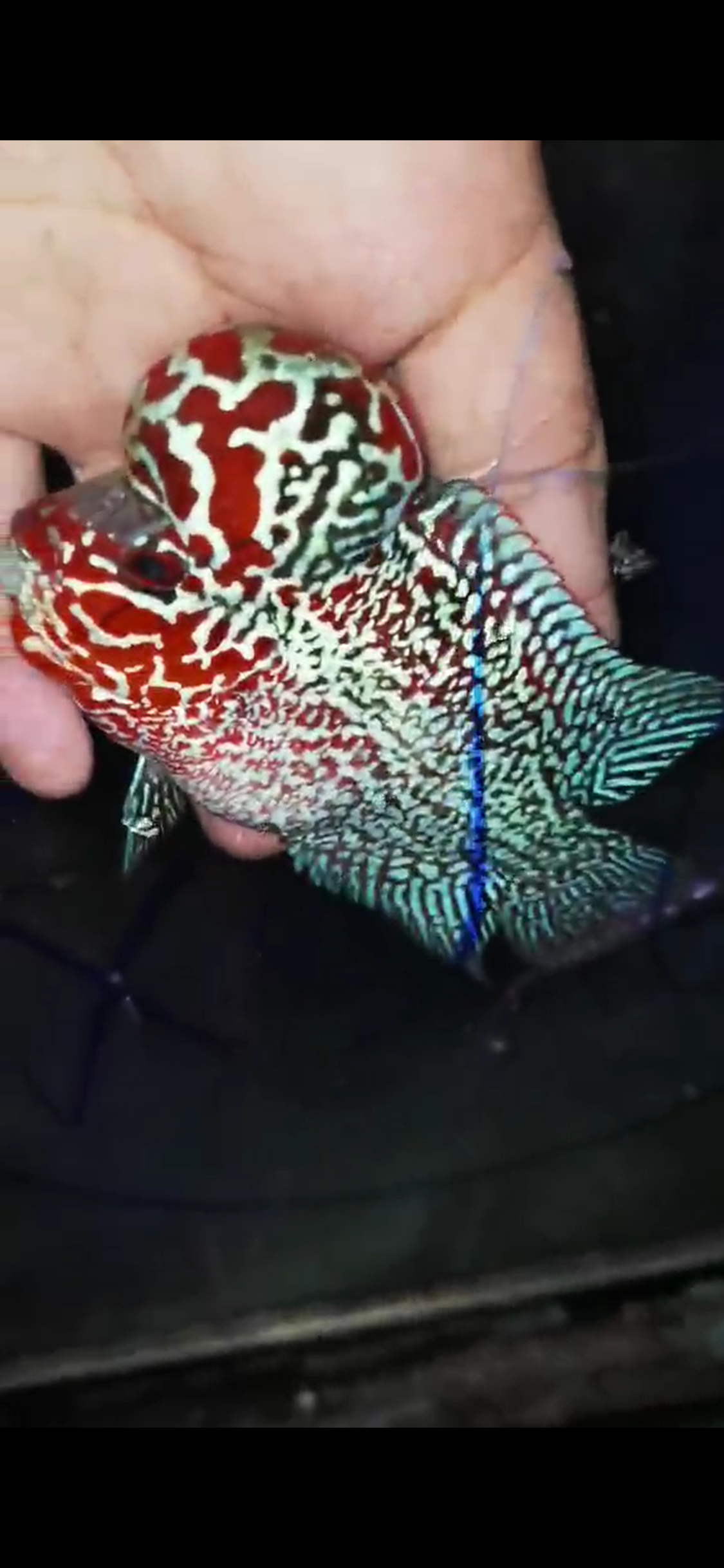 High Quality Competition Grade Super Red Dragon Flowerhorn( Male ) 06
