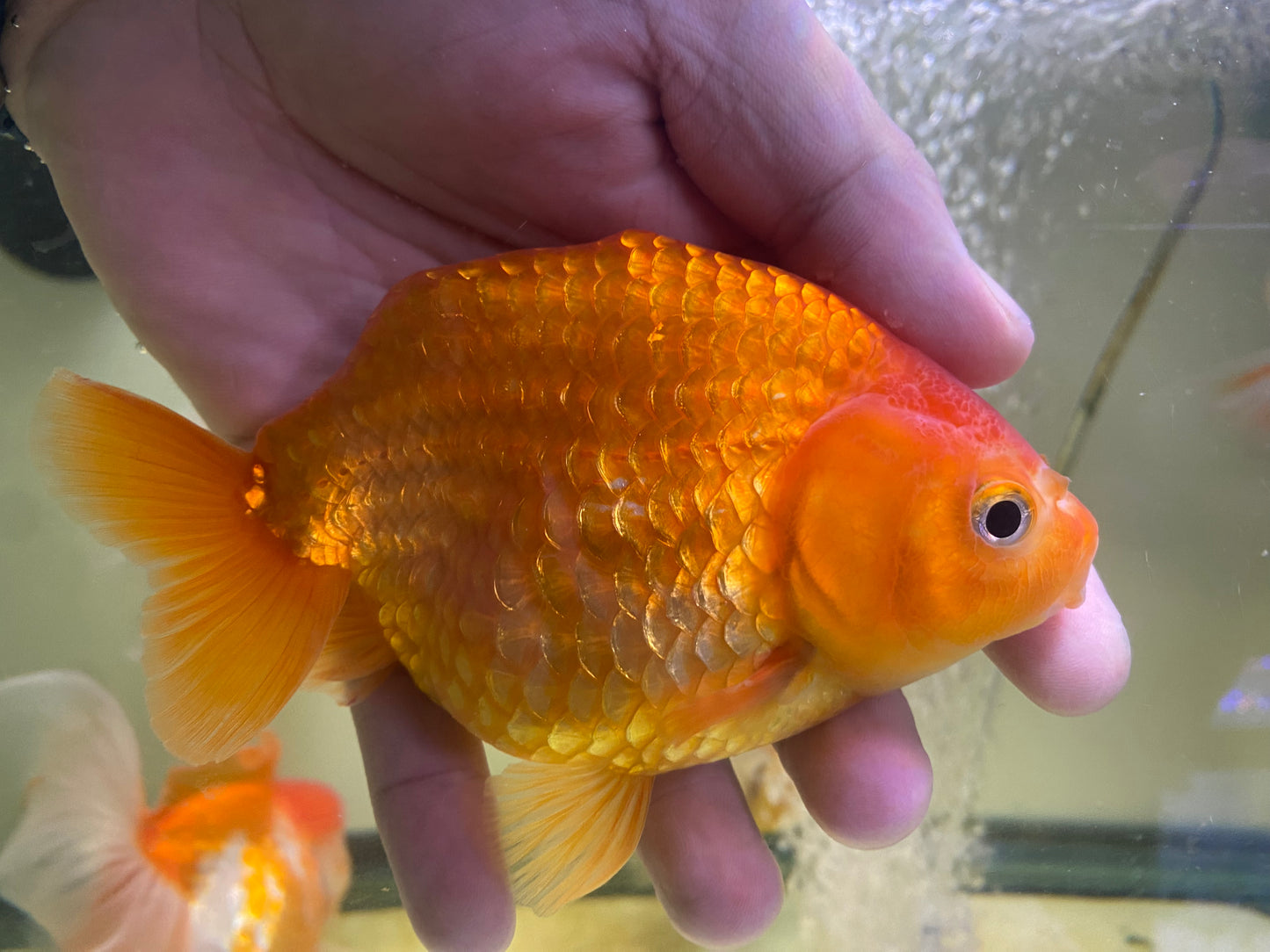 Ranchu Goldfish 5-5.5"