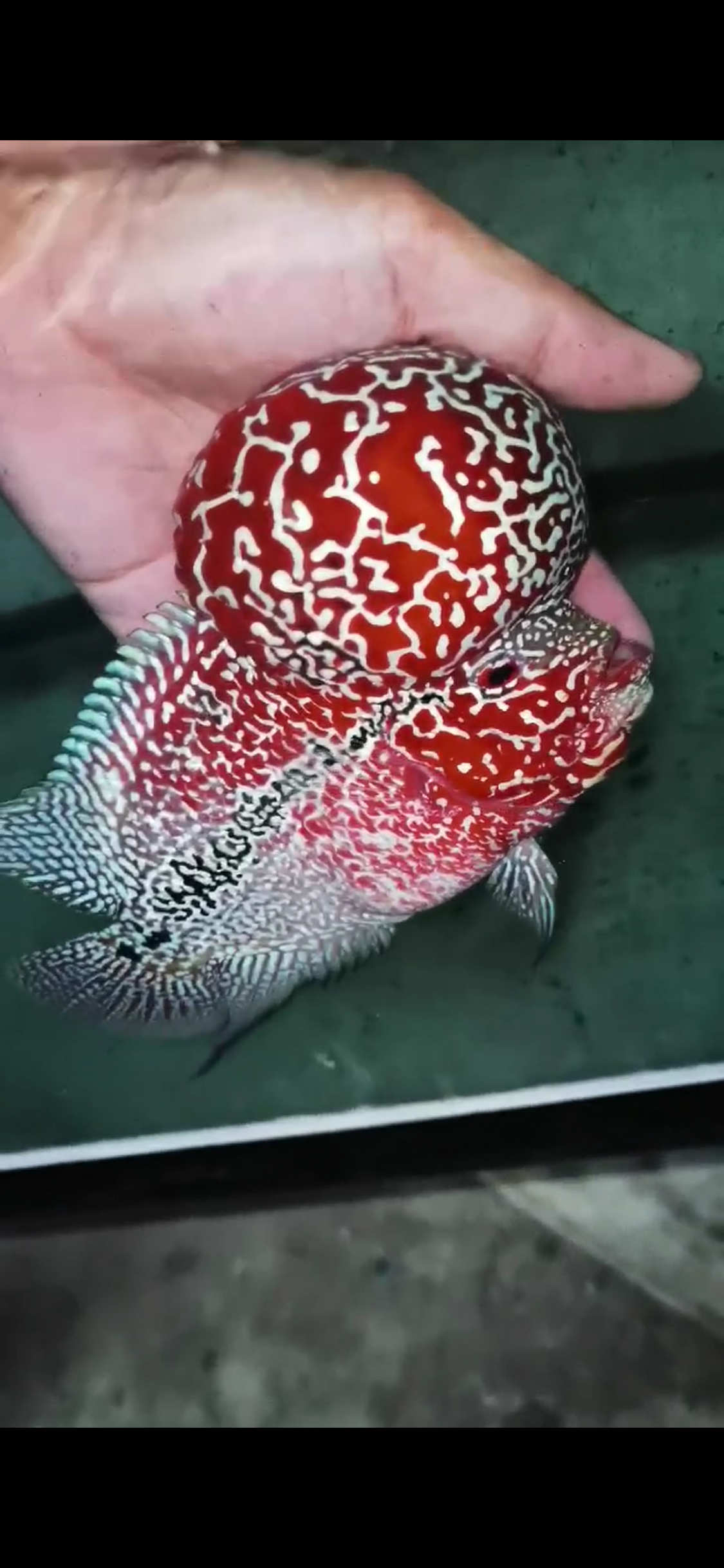 High Quality Competition Grade Super Red Dragon Flowerhorn( Male )VIP1