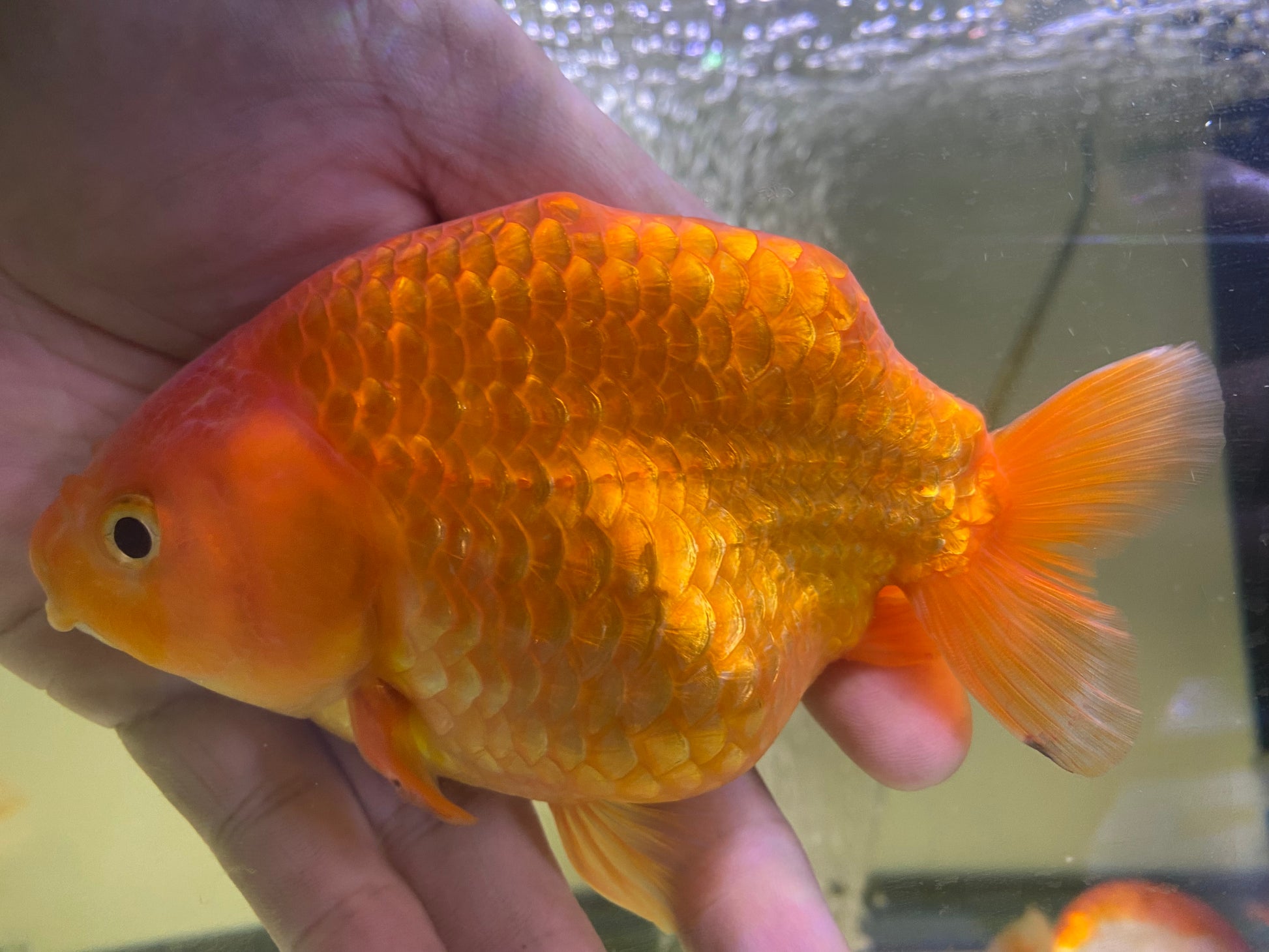 Goldfish Ranchu Ranchu Goldfish 5-5.5