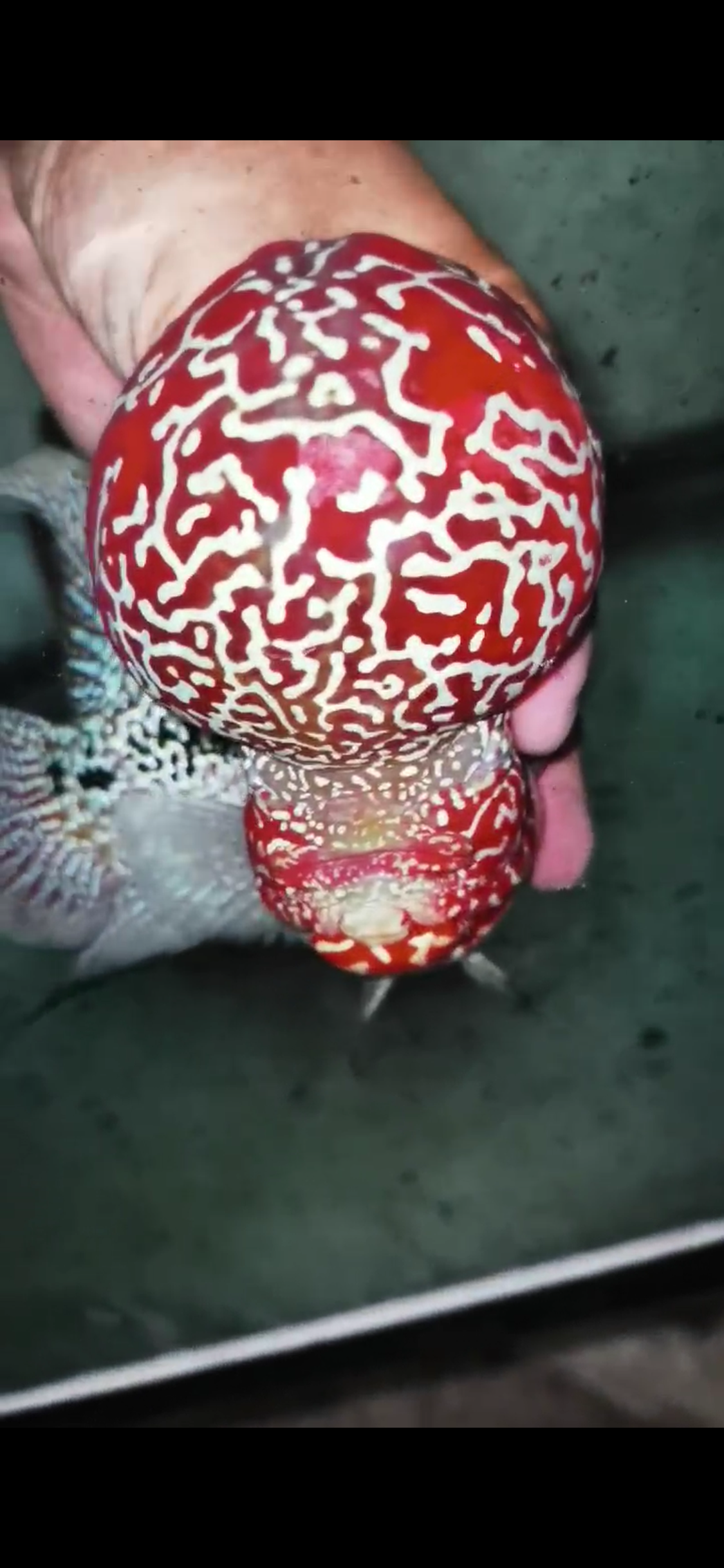 High Quality Competition Grade Super Red Dragon Flowerhorn( Male )VIP1