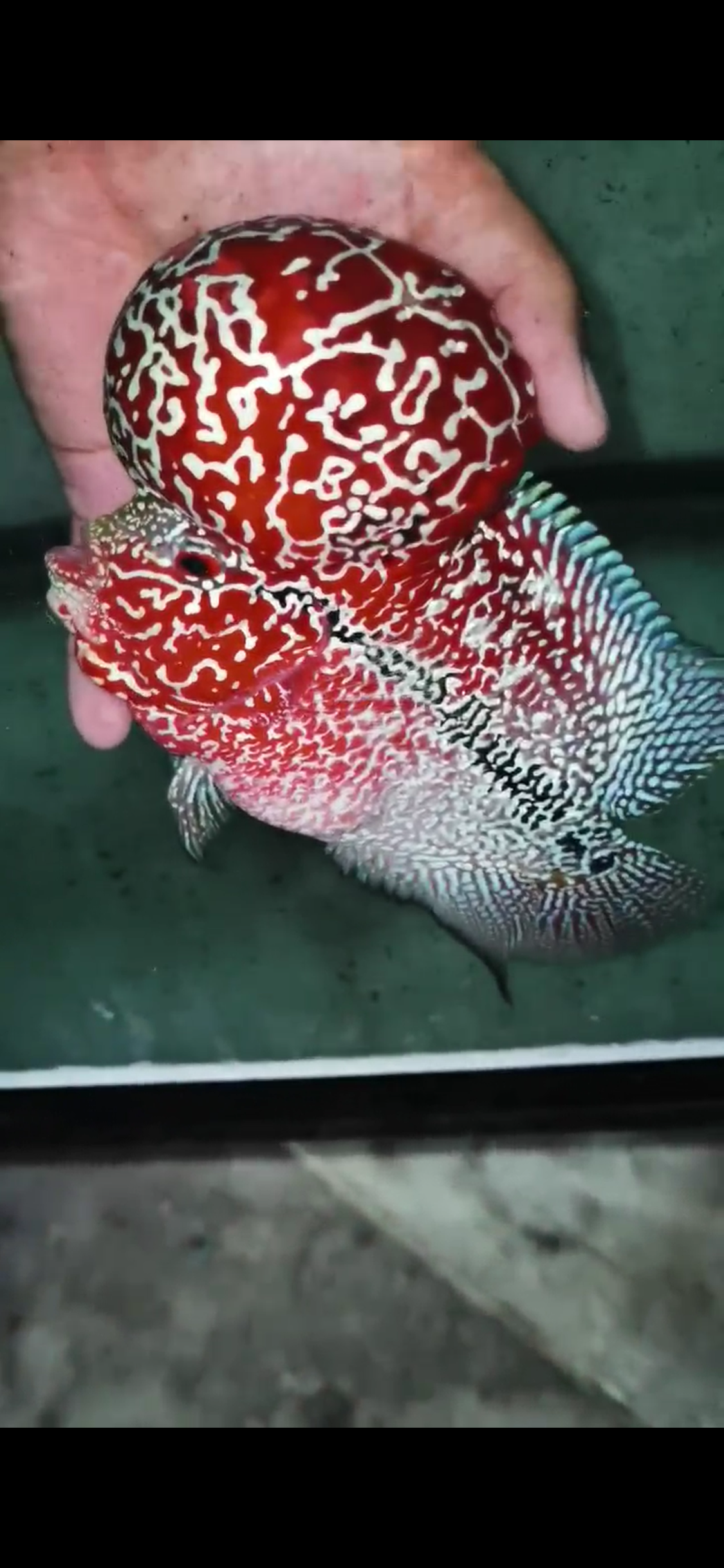 High Quality Competition Grade Super Red Dragon Flowerhorn( Male )VIP1