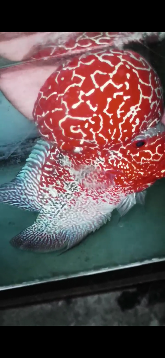 High Quality Competition Grade Super Red Dragon ( Male )VIP2