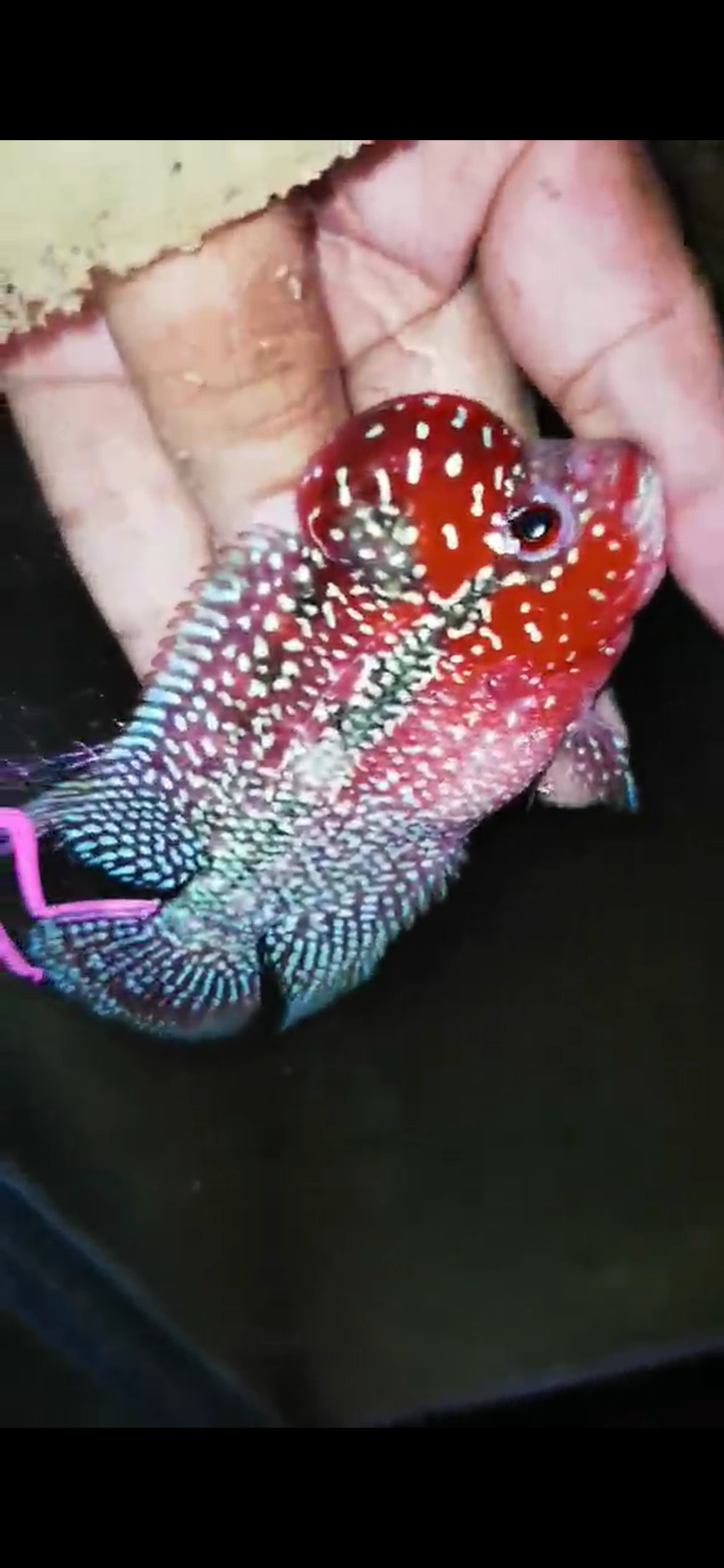 HQ Super Red Dragon Flowerhorn( Male ) #M12