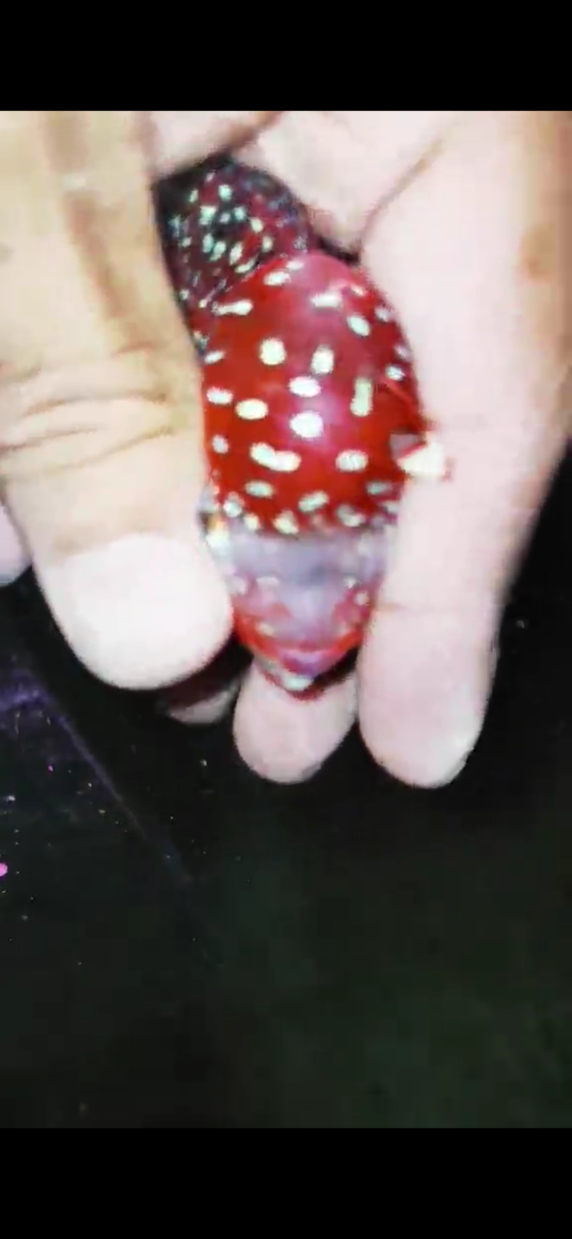 HQ Super Red Dragon Flowerhorn( Male ) #M12