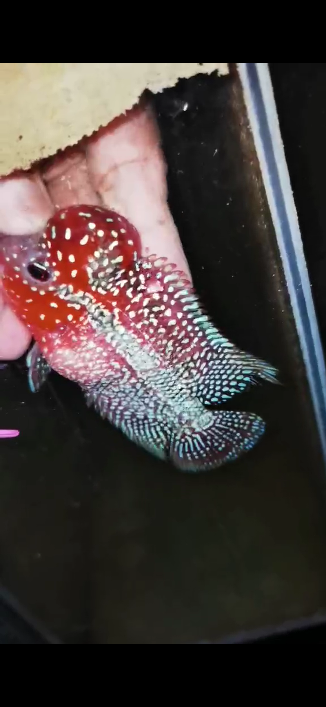 HQ Super Red Dragon Flowerhorn( Male ) #M12