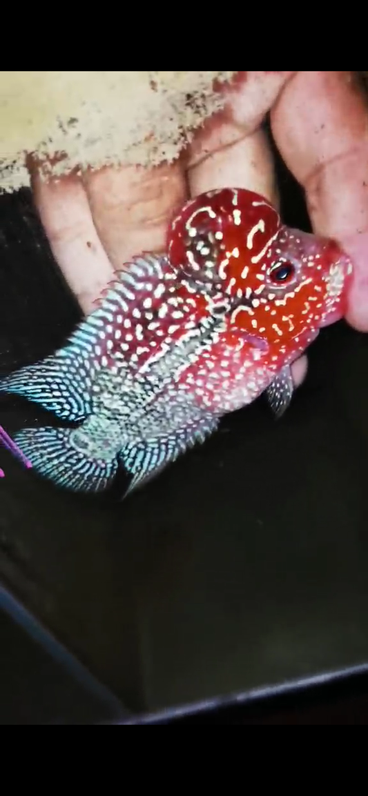 HQ Super Red Dragon Flowerhorn( Male ) #M11