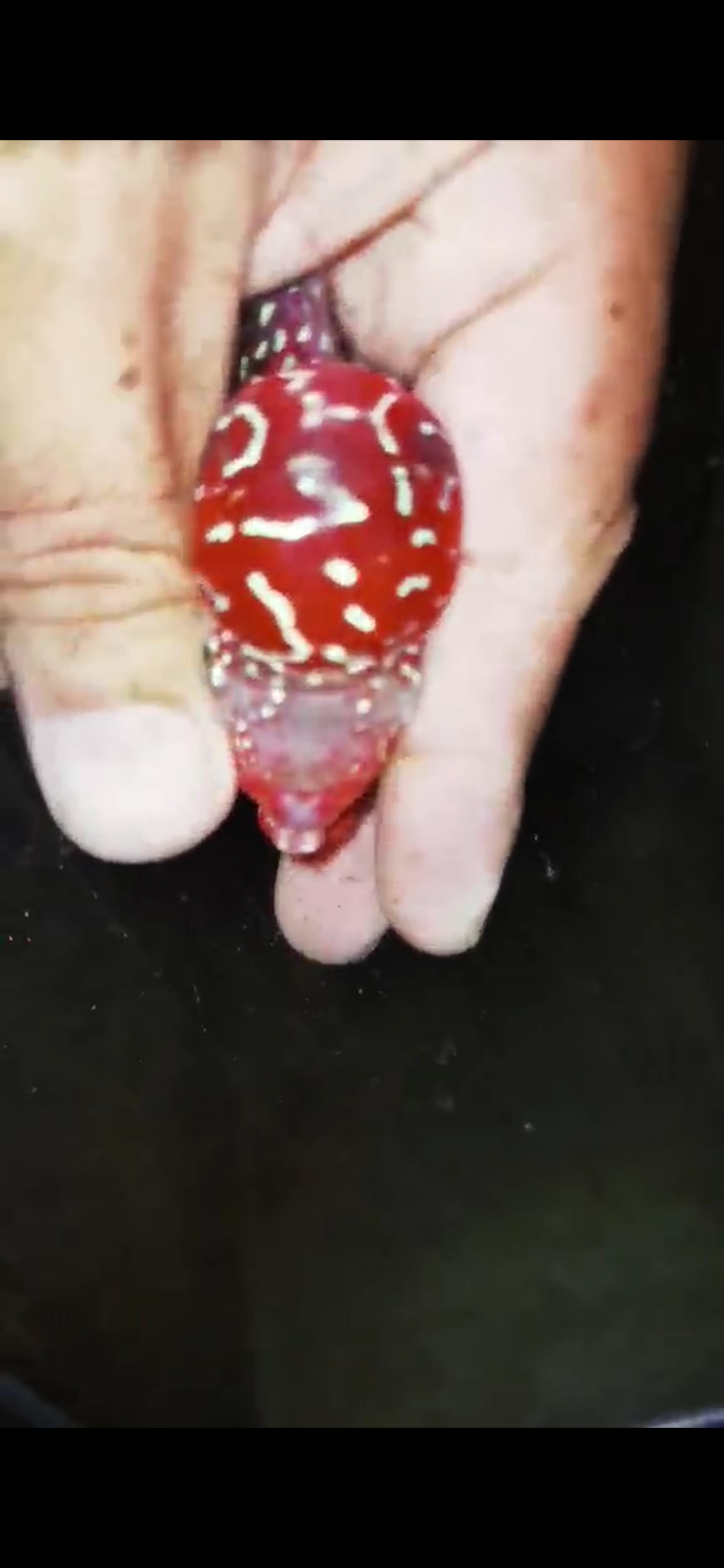 HQ Super Red Dragon Flowerhorn( Male ) #M11