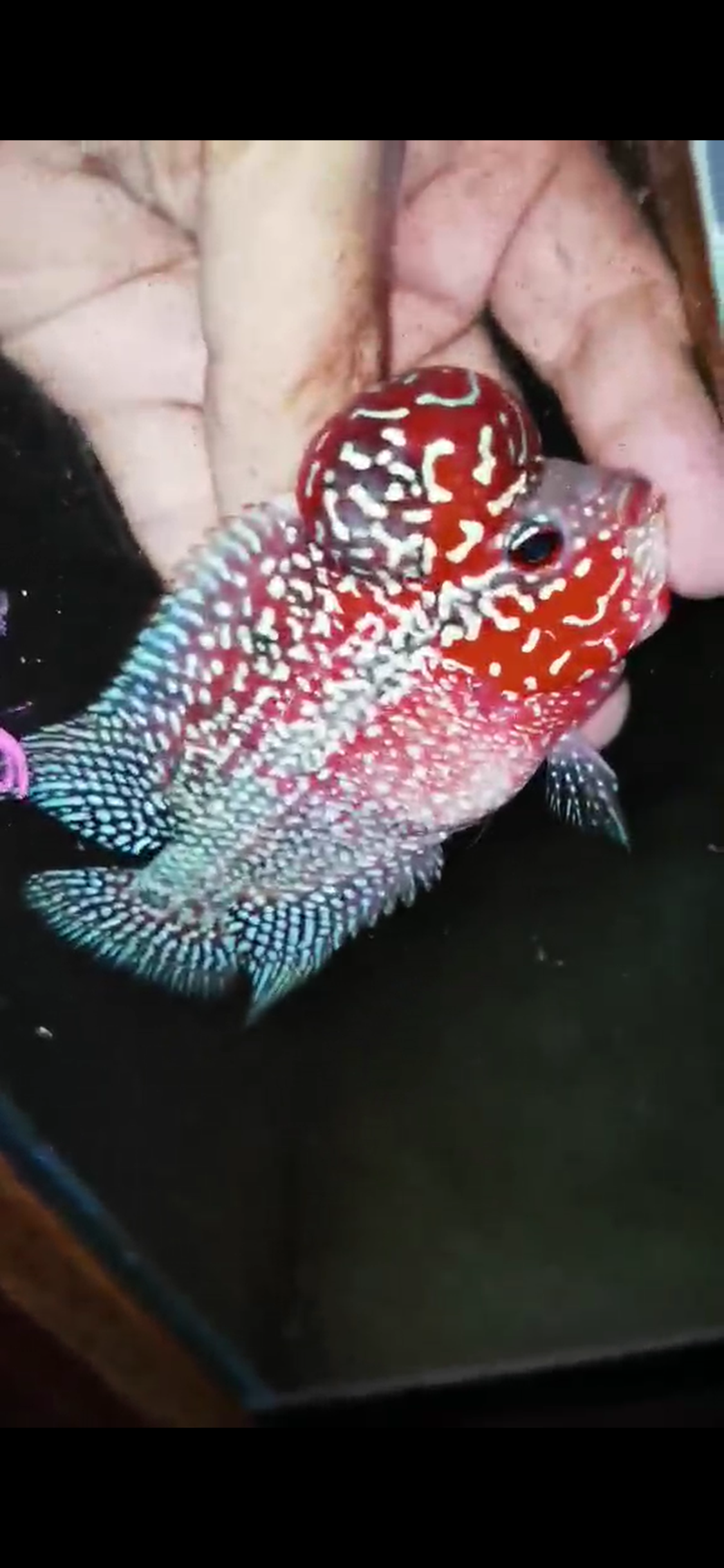 HQ Super Red Dragon Flowerhorn( Male ) #M16