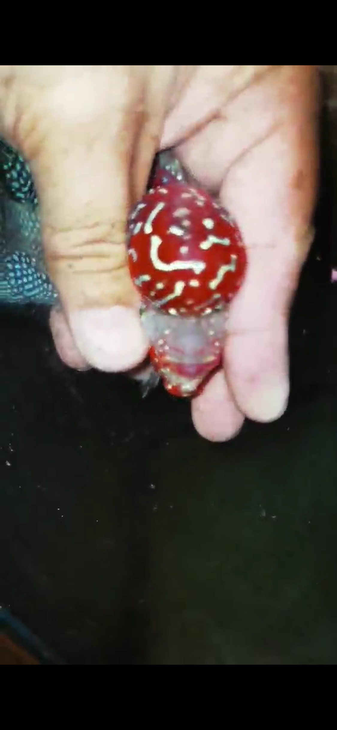 HQ Super Red Dragon Flowerhorn( Male ) #M16