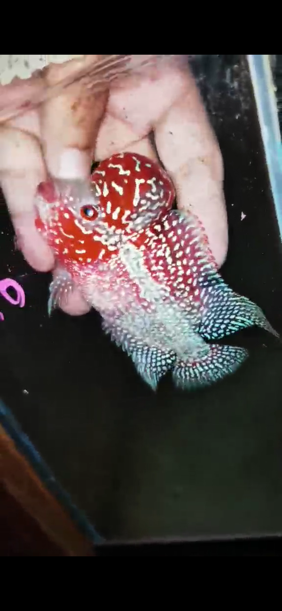 HQ Super Red Dragon Flowerhorn( Male ) #M16
