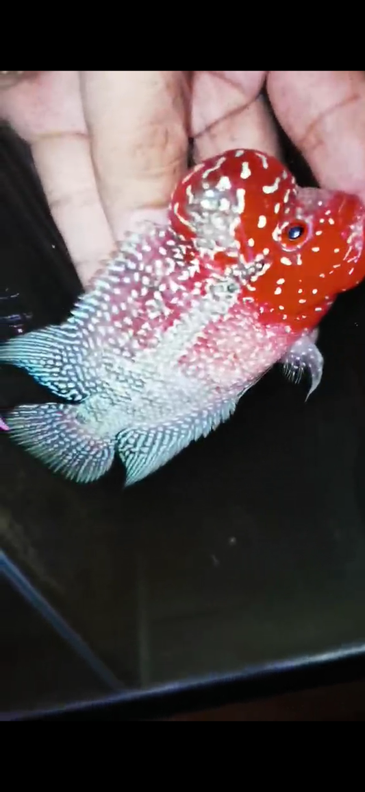 HQ Super Red Dragon Flowerhorn( Male ) #M9