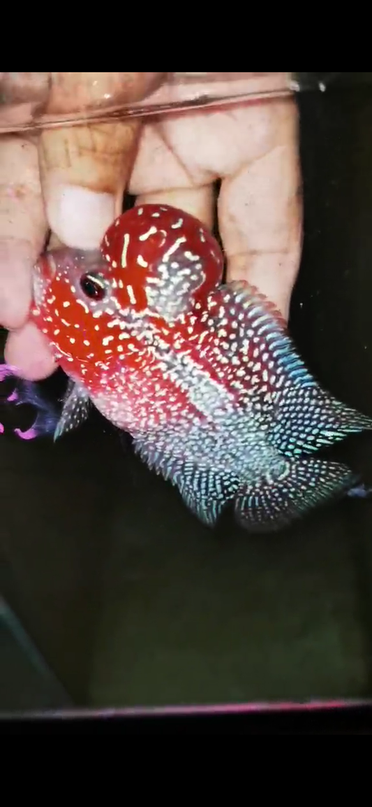 HQ Super Red Dragon Flowerhorn( Male ) #M13