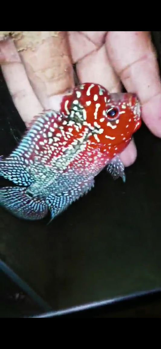 HQ Super Red Dragon Flowerhorn( Male ) #M10
