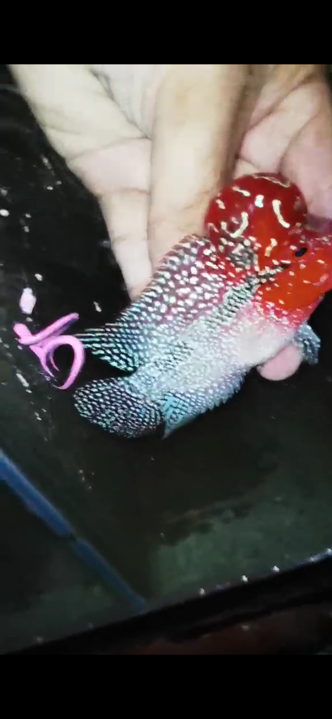 HQ Super Red Dragon Flowerhorn( Male ) #M5
