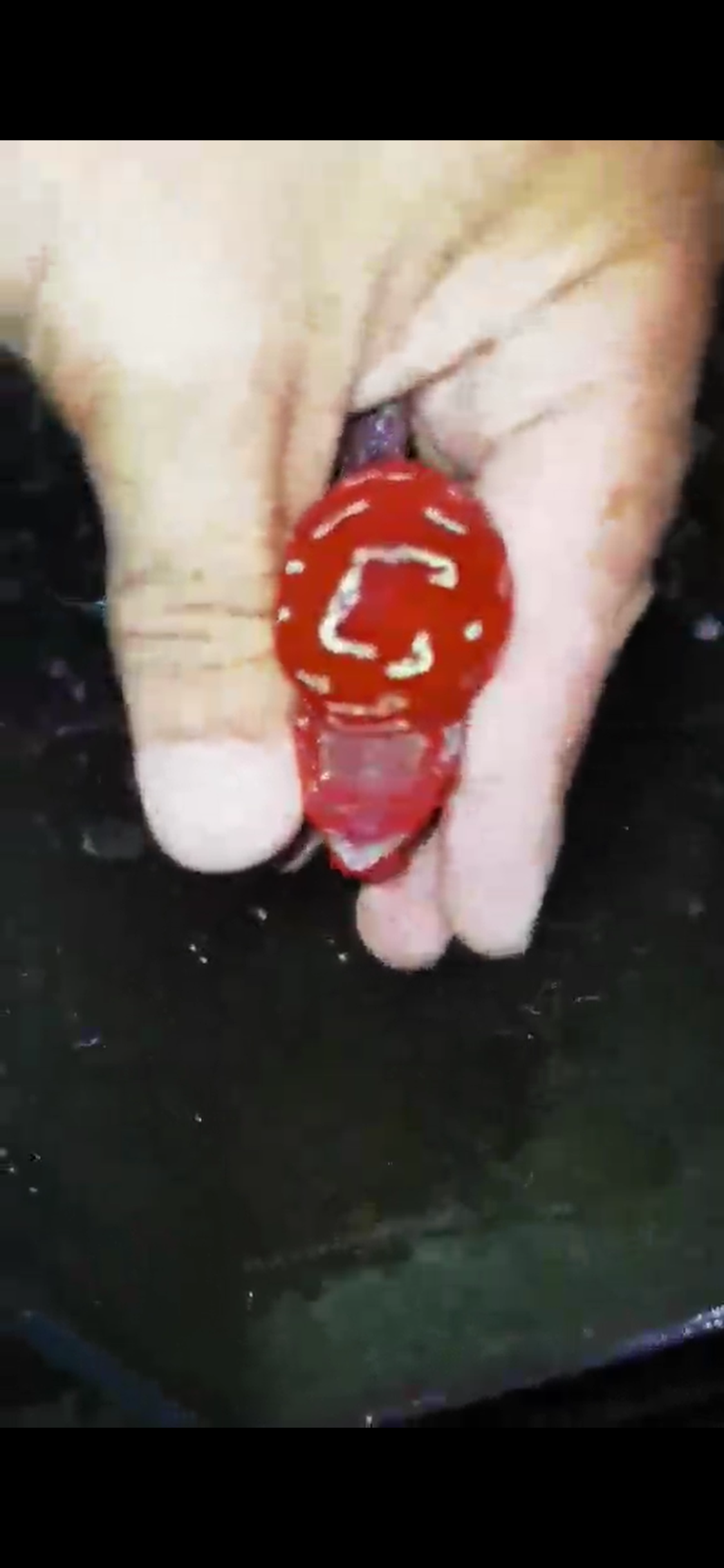 HQ Super Red Dragon Flowerhorn( Male ) #M5