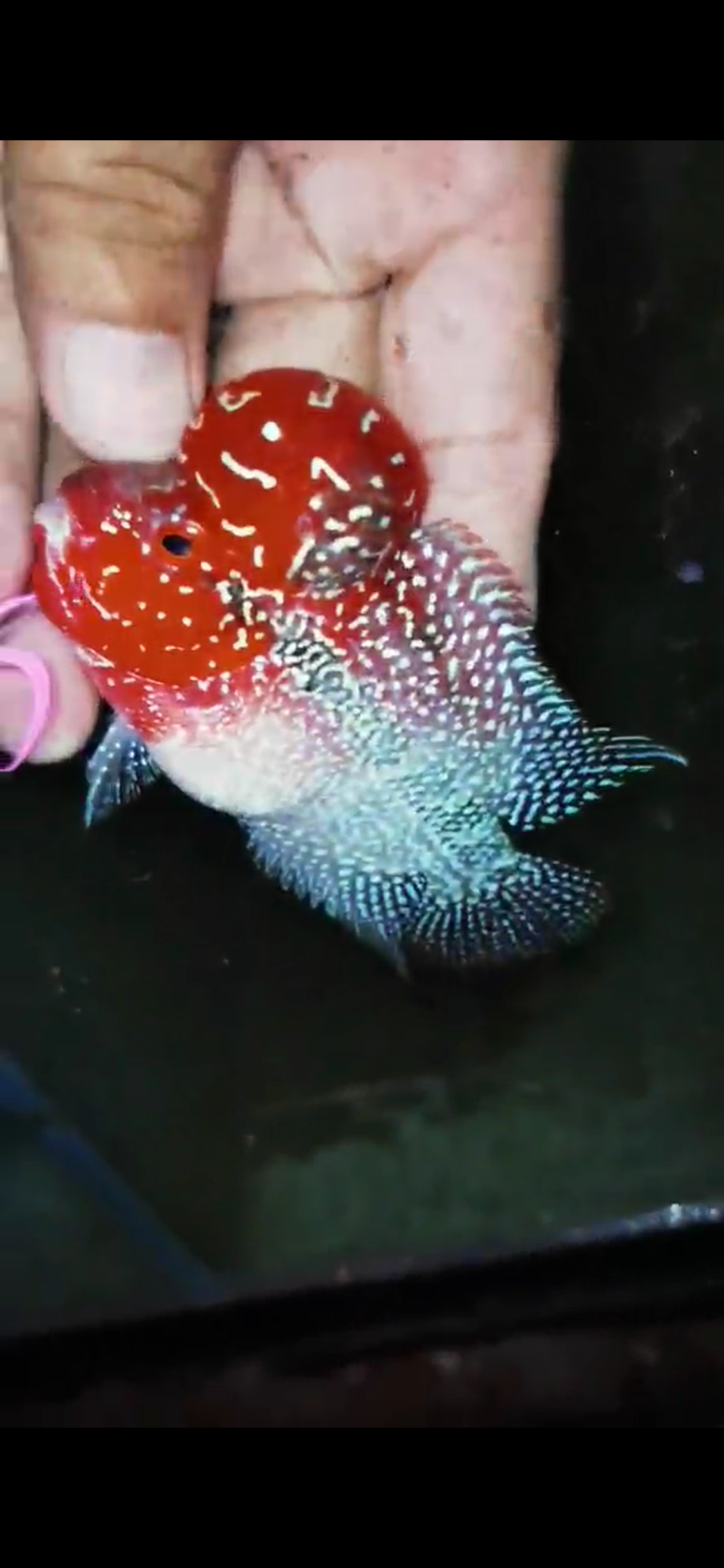 HQ Super Red Dragon Flowerhorn( Male ) #M5