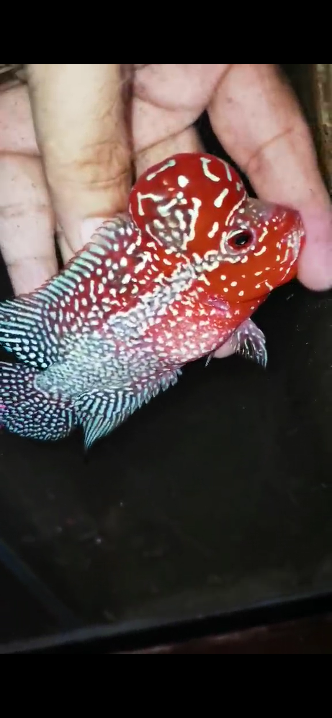 HQ Super Red Dragon Flowerhorn( Male ) #M7