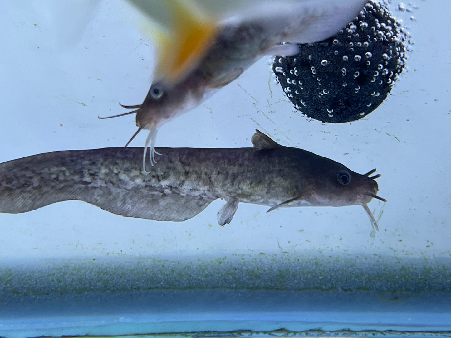 Tandanus Tandanus ( eel-tailed catfish ) 5"