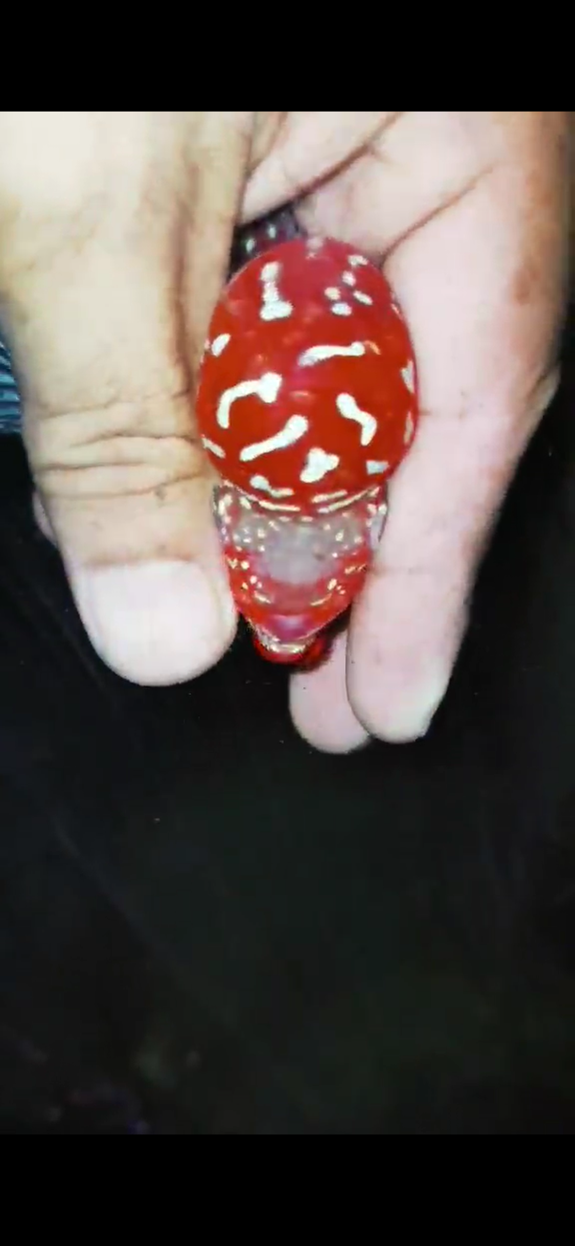 HQ Super Red Dragon Flowerhorn( Male ) #M7