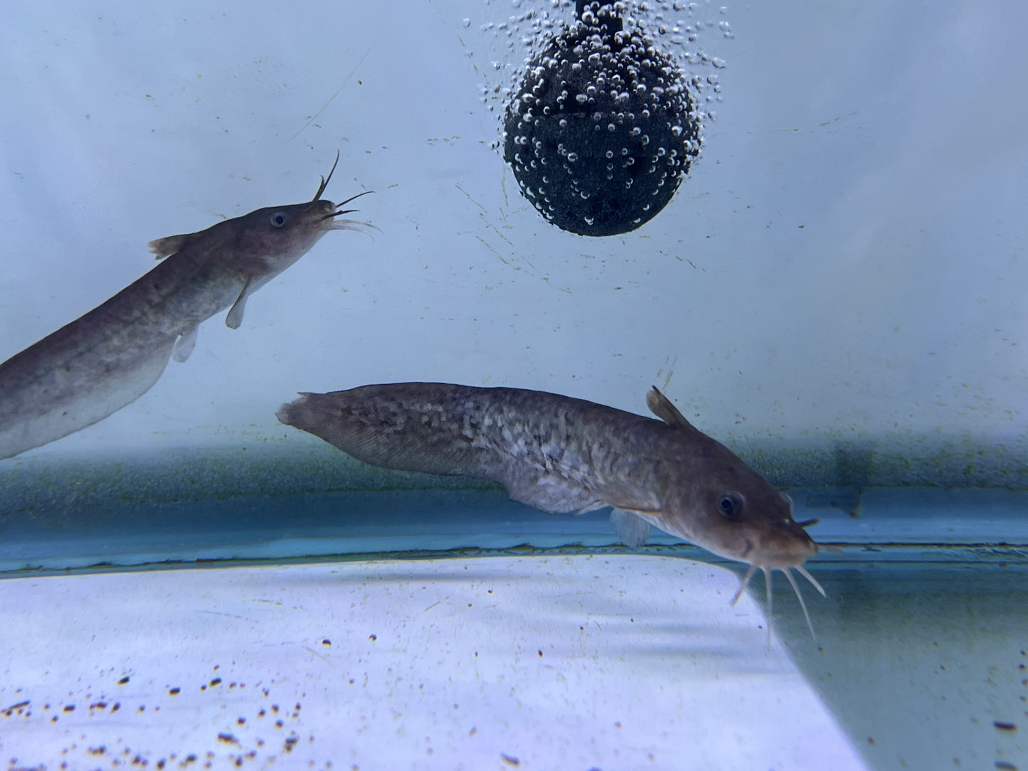 Tandanus Tandanus ( eel-tailed catfish ) 5"