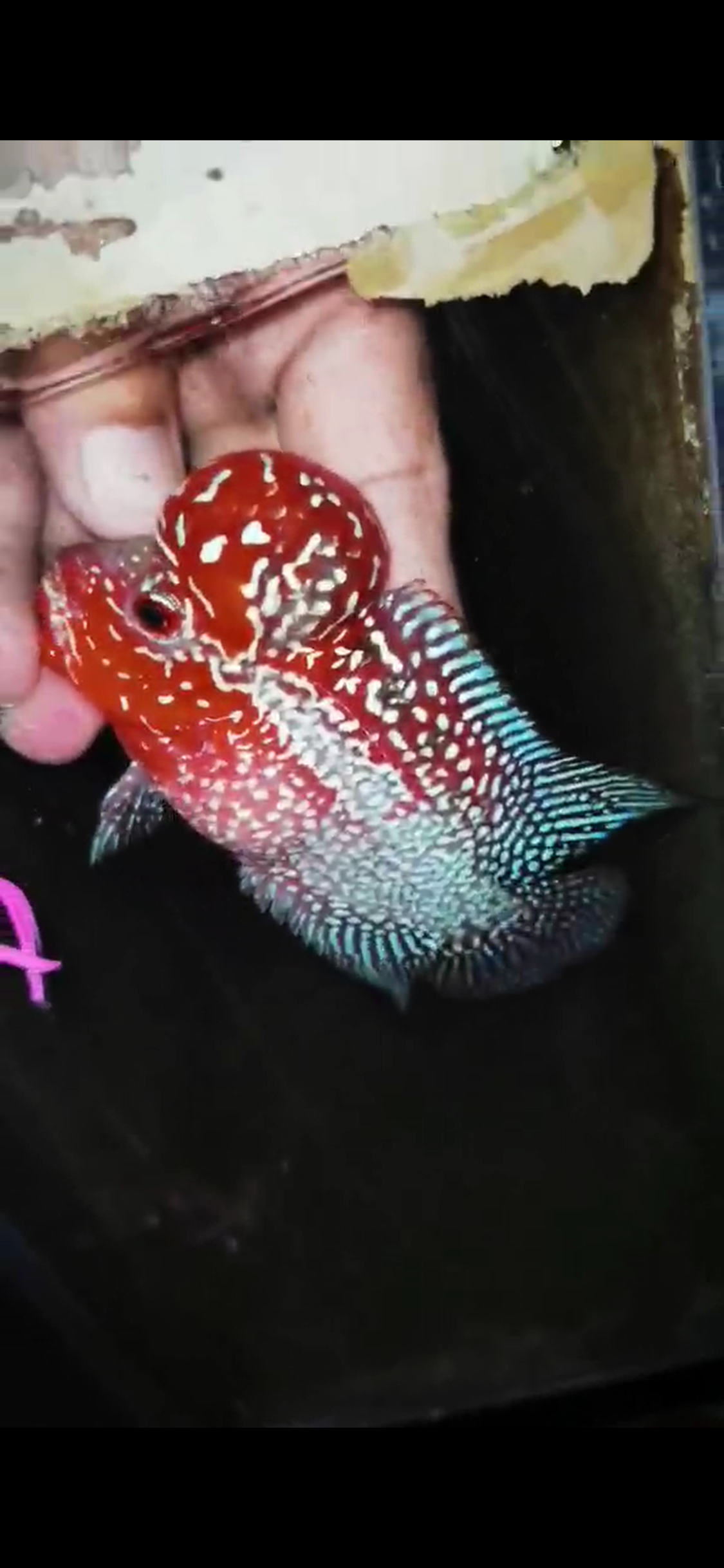HQ Super Red Dragon Flowerhorn( Male ) #M7
