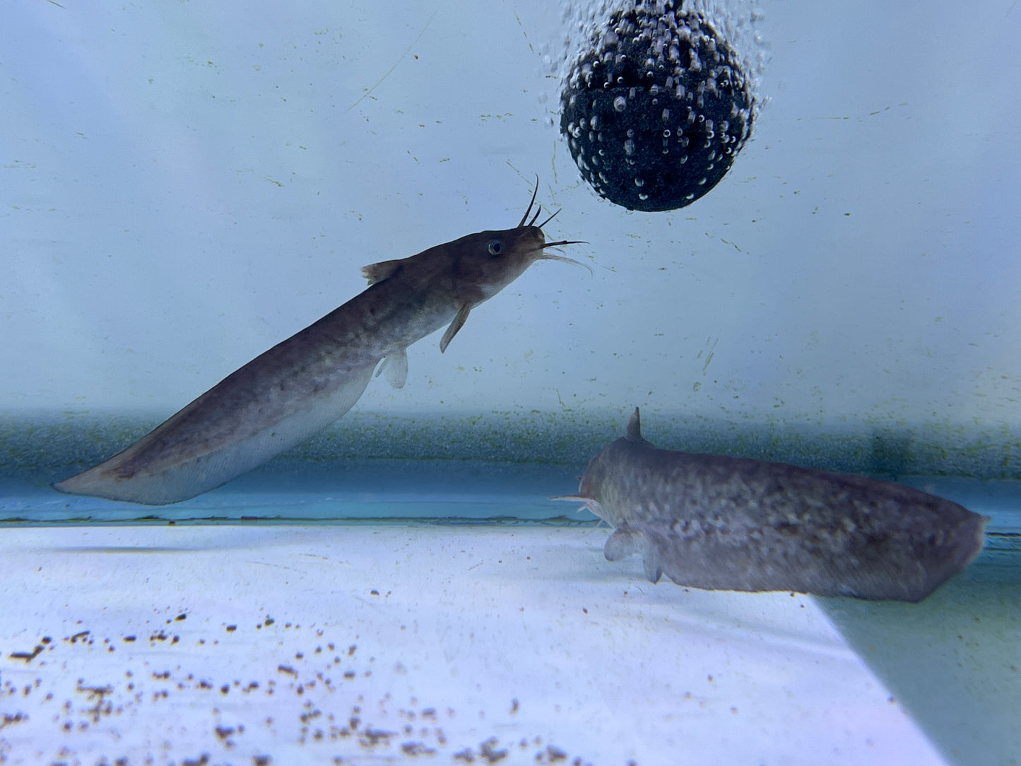 Tandanus Tandanus ( eel-tailed catfish ) 5"