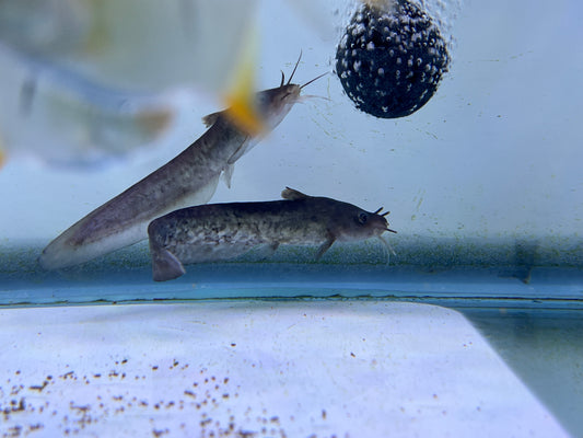 Tandanus Tandanus ( eel-tailed catfish ) 5"