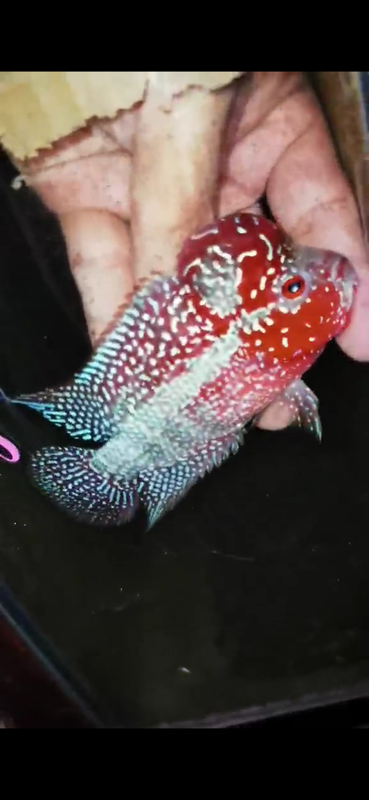 HQ Super Red Dragon Flowerhorn( Male ) #M8