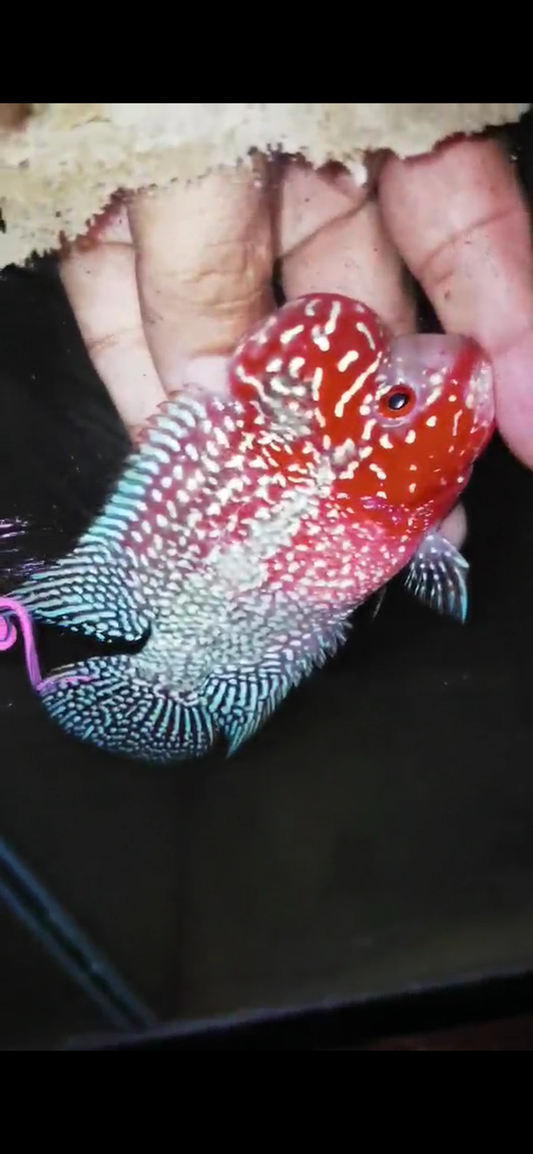 HQ Super Red Dragon Flowerhorn( Male ) #M2