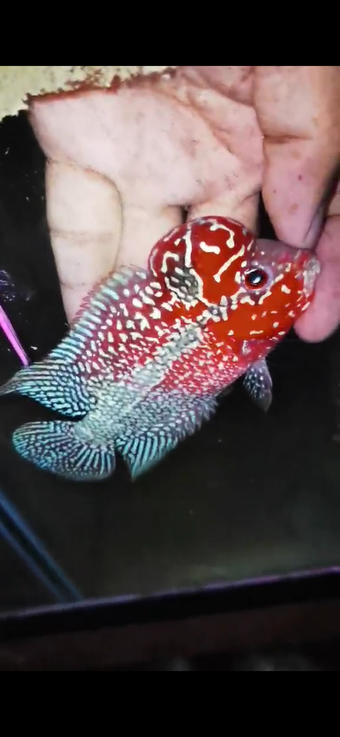 HQ Super Red Dragon Flowerhorn( Male ) #M1
