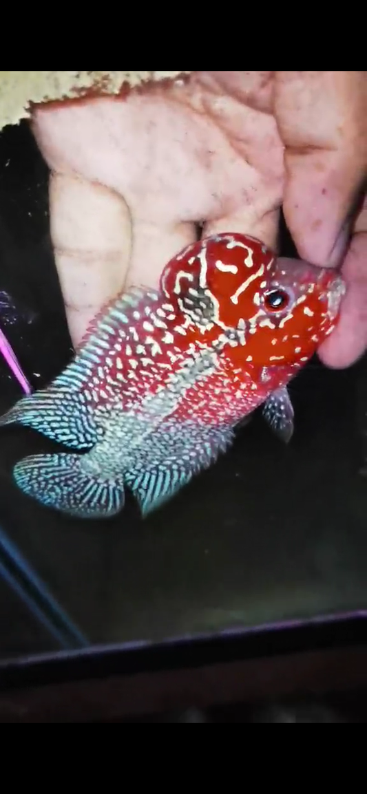 HQ Super Red Dragon Flowerhorn( Male ) #M1