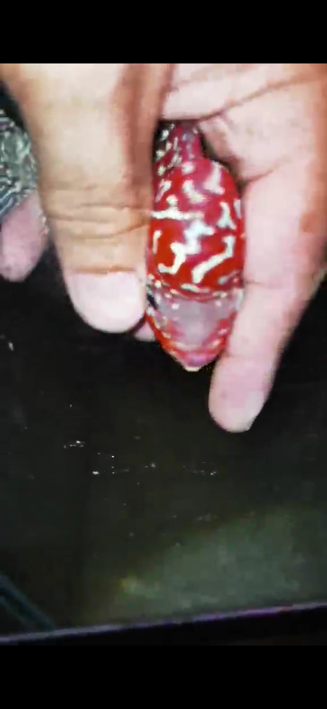 HQ Super Red Dragon Flowerhorn( Male ) #M1