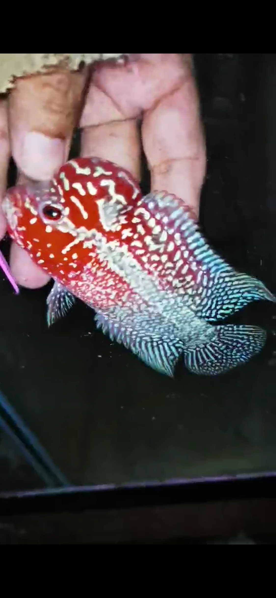 HQ Super Red Dragon Flowerhorn( Male ) #M1