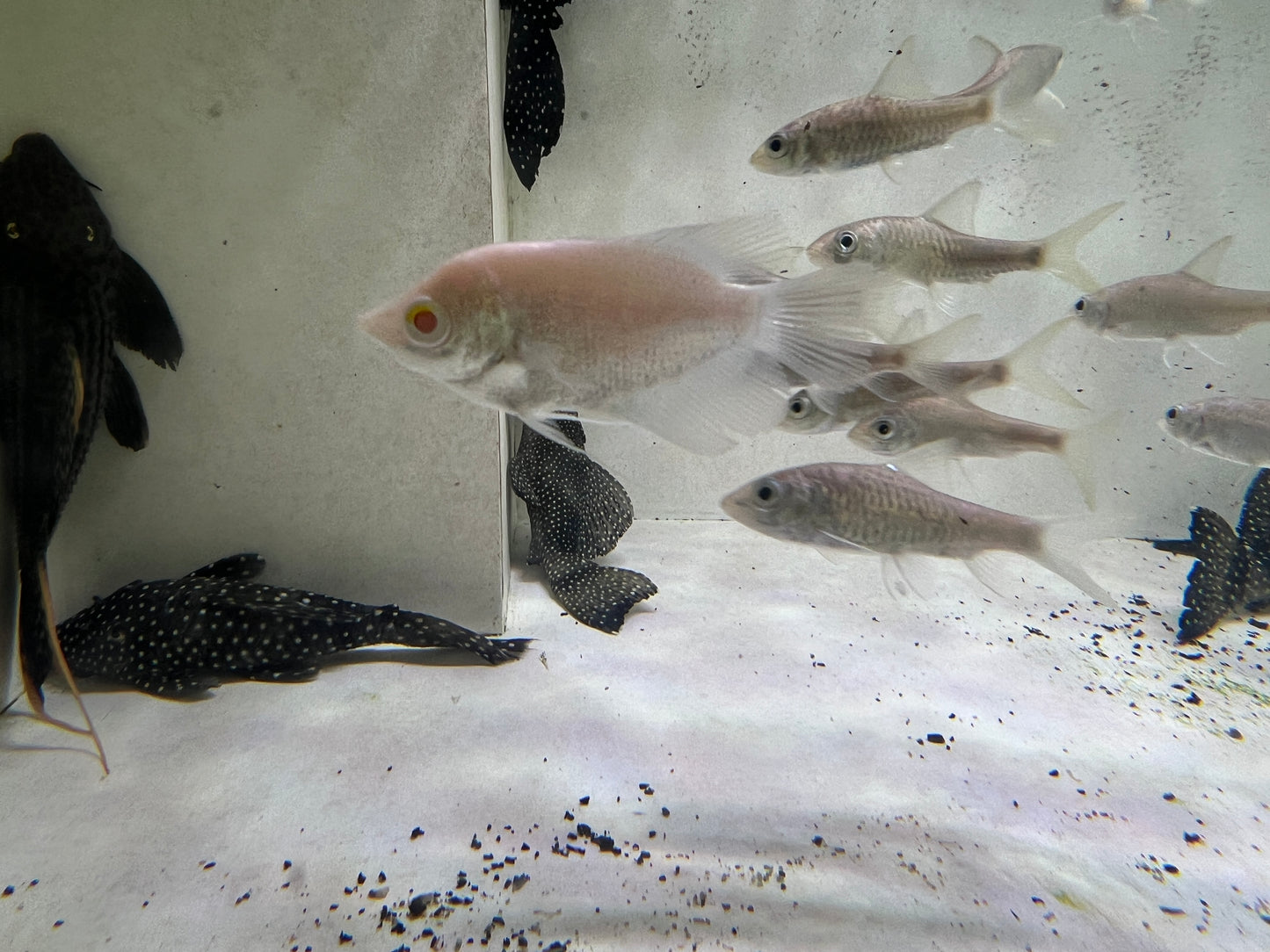 Albino Giant Gourami 2"