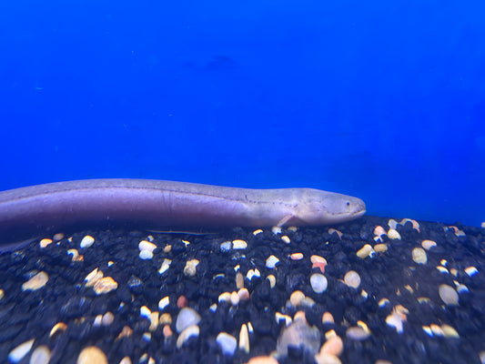 Electric Eel 12"