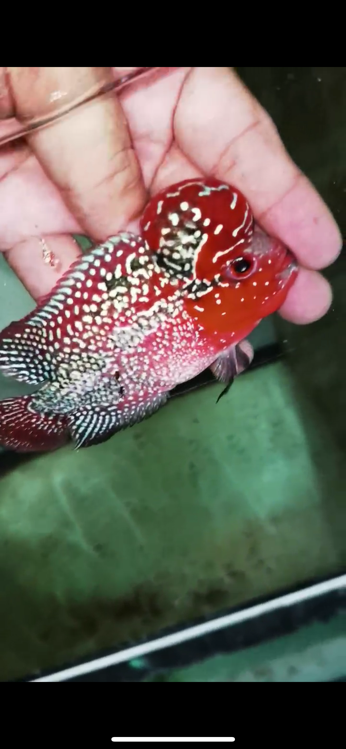 Super Red Dragon Flowerhorn Male #04