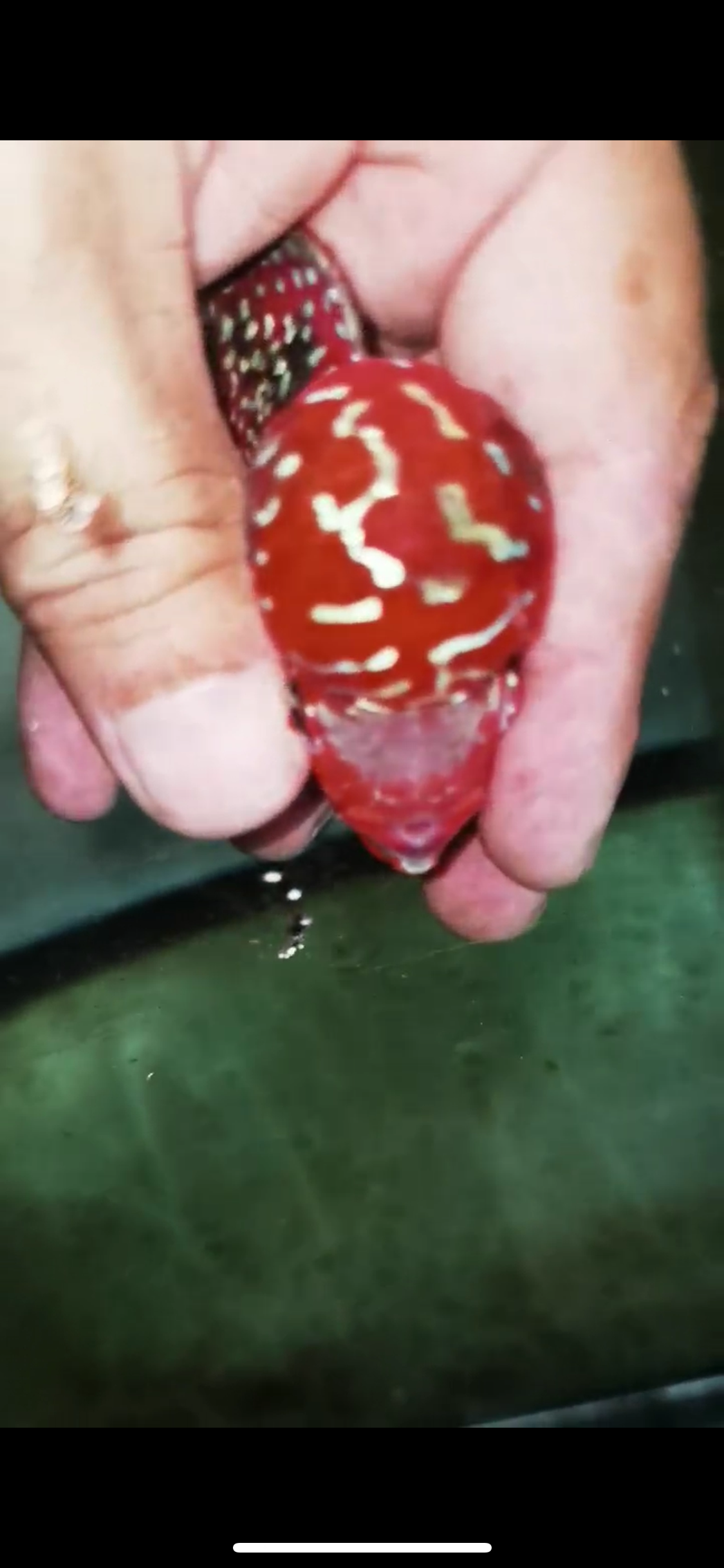 Super Red Dragon Flowerhorn Male #04