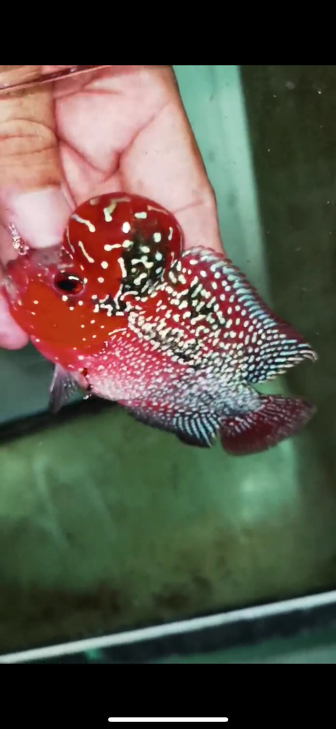 Super Red Dragon Flowerhorn Male #04