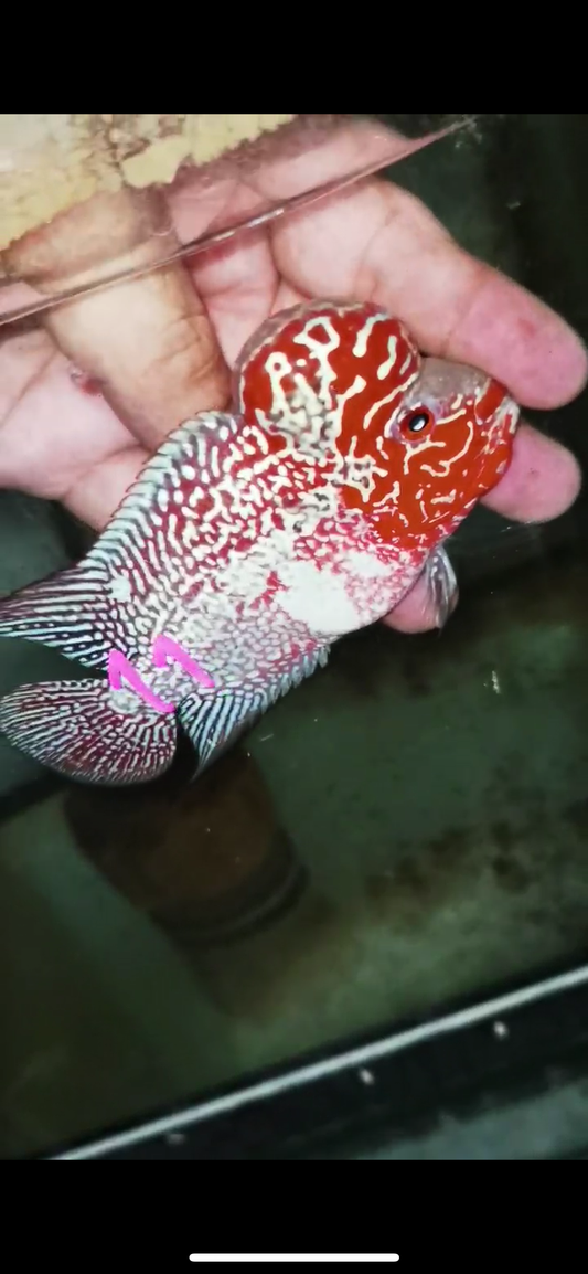 Super Red Dragon Flowerhorn Male #11