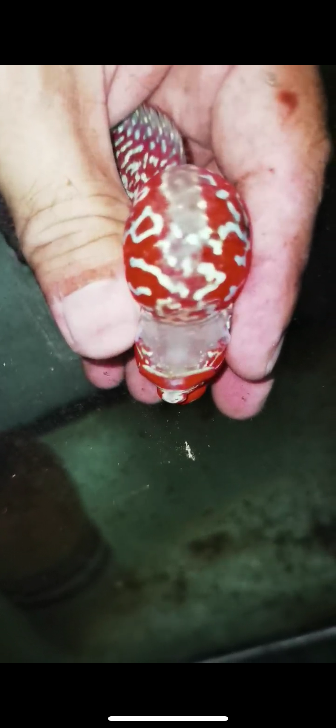 Super Red Dragon Flowerhorn Male #11