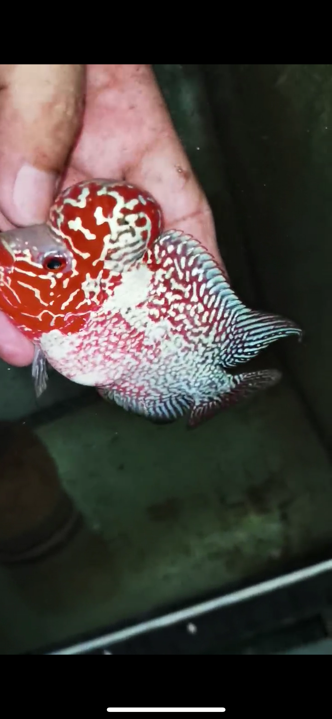 Super Red Dragon Flowerhorn Male #11