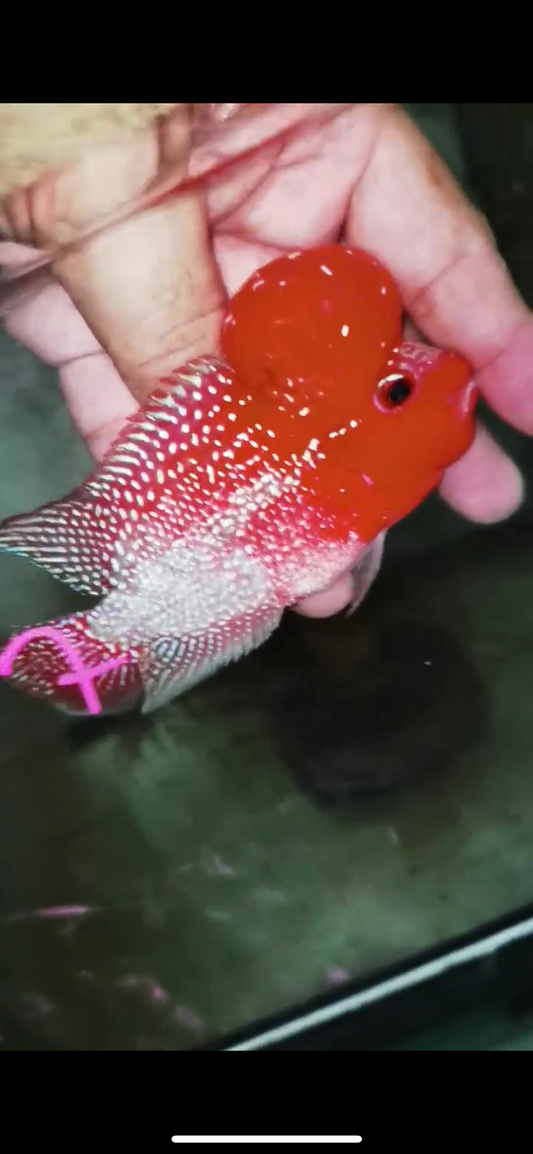Super Red Dragon Flowerhorn Male #07