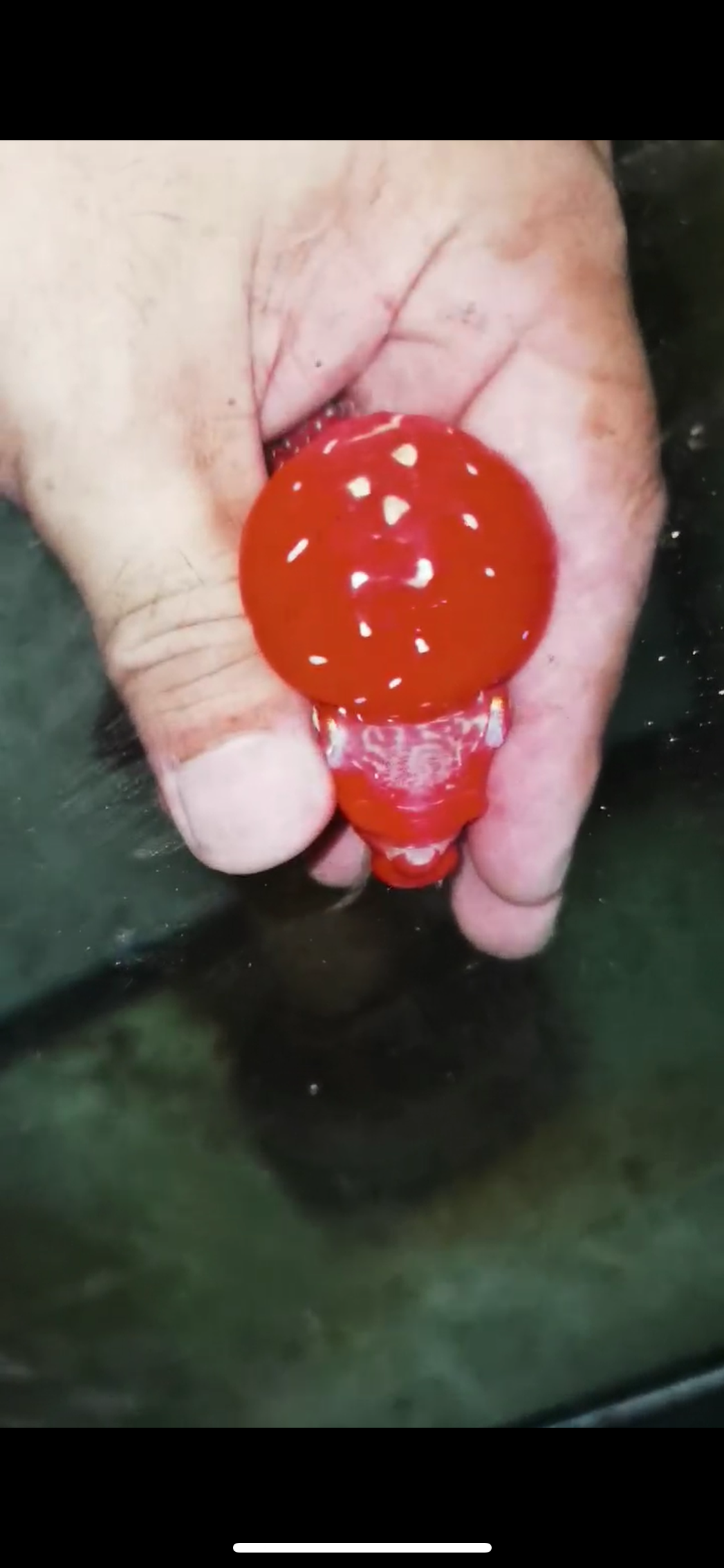 Super Red Dragon Flowerhorn Male #07