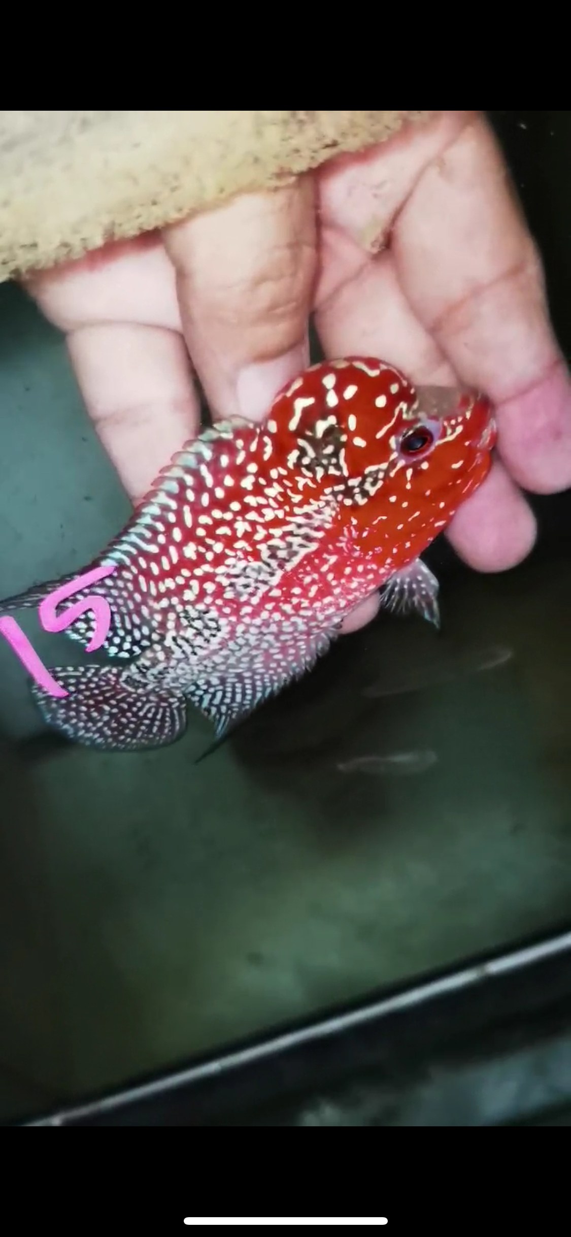 Super Red Dragon Flowerhorn Male #15