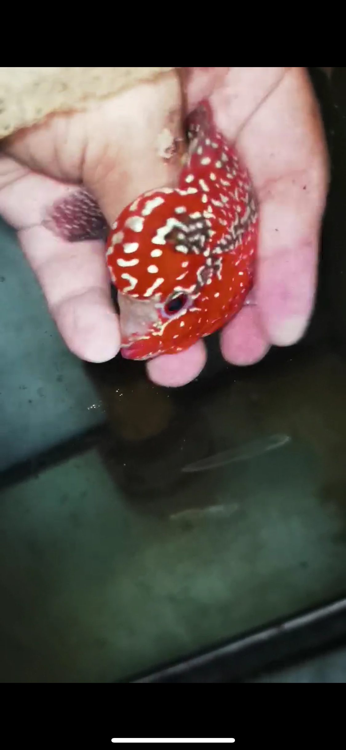 Super Red Dragon Flowerhorn Male #15