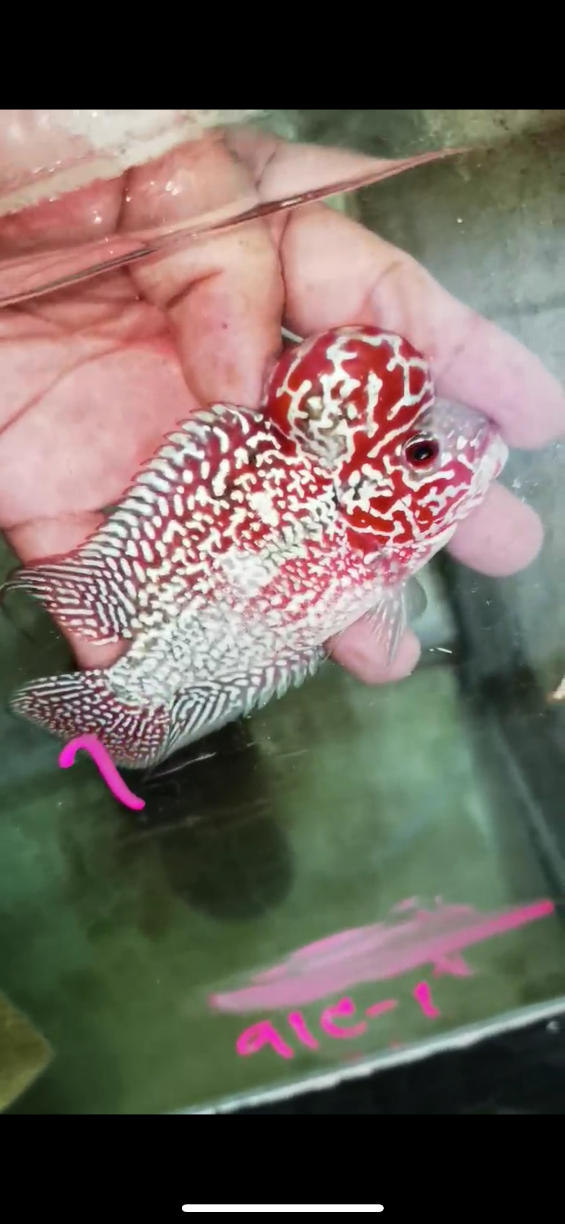 Super Red Dragon Flowerhorn Male #01
