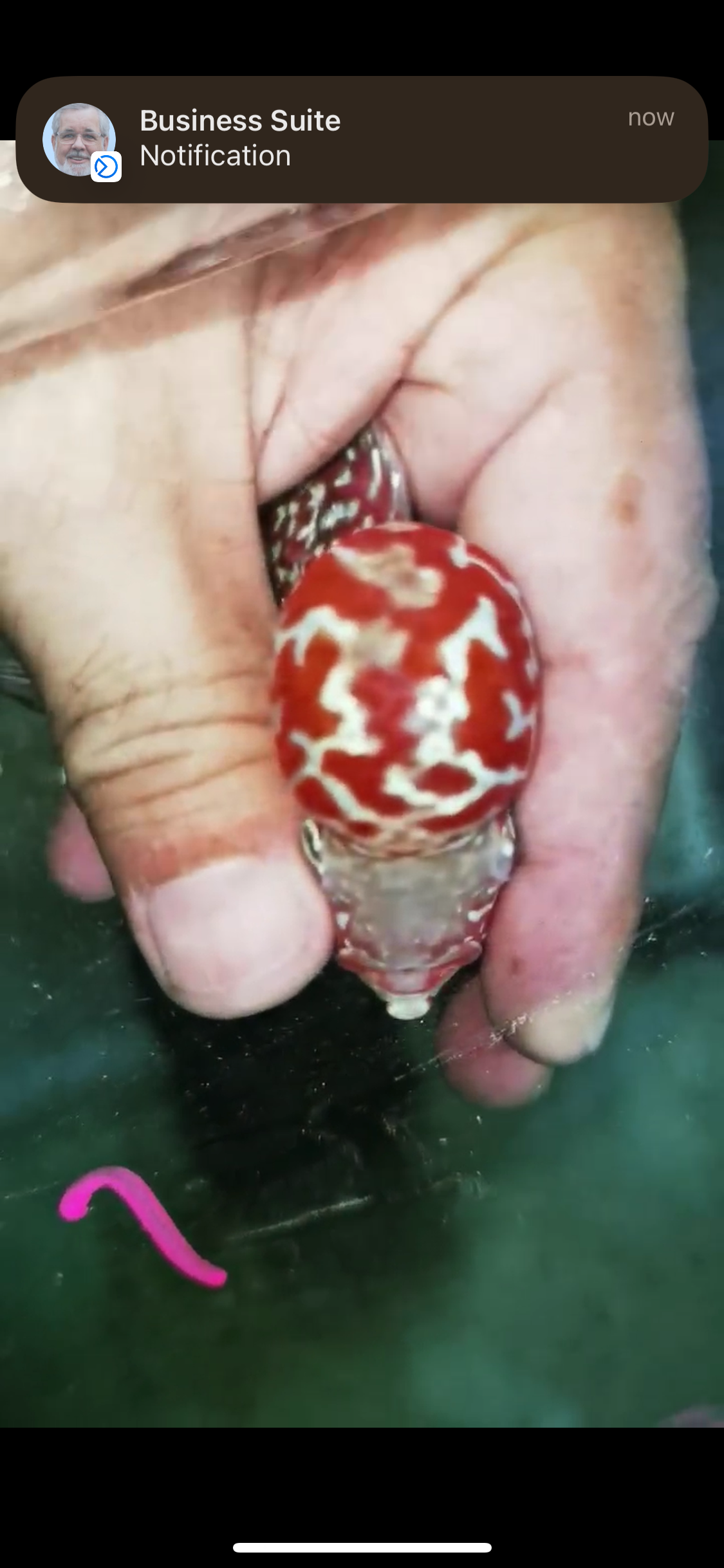 Super Red Dragon Flowerhorn Male #01
